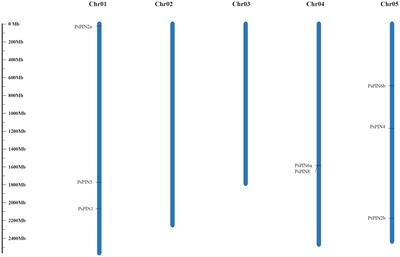 Auxin efflux carrier PsPIN4 identified through genome-wide analysis as vital factor of petal abscission